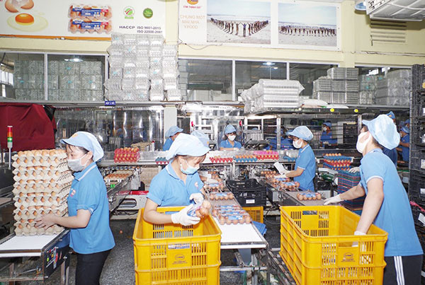 Tháng 12 âm lịch, Vĩnh Thành Đạt cung ứng 1 triệu quả trứng/ngày. Những ngày cao điểm cận tết Nguyên đán mỗi ngày cung ứng 1,5-2 triệu quả trứng tươi. Ảnh: YH