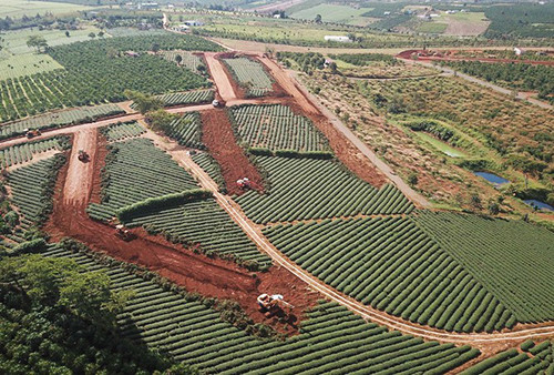 Các đồi chè bị mở đường phân lô tự phát.