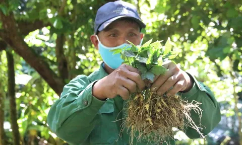 Việt Nam đặt mục tiêu đến năm 2045 sẽ trở thành nước sản xuất sâm lớn trên thế giới