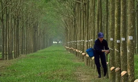 Động lực tăng giá của cổ phiếu ngành cao su