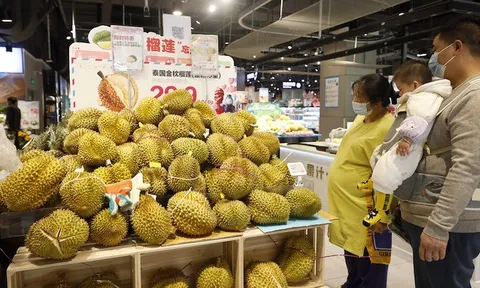 Xuất hiện "đối thủ" mới của sầu riêng Việt
